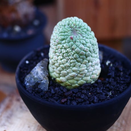 ラリレアキア カクティフォルメ  仏頭玉／Larryleachia cactiformis　no.112802