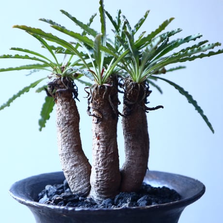 ユーフォルビア 　クリスパ　Euphorbia    crispa  no.21647