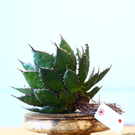 Agave horrida / Style of Chika   no.1015/39