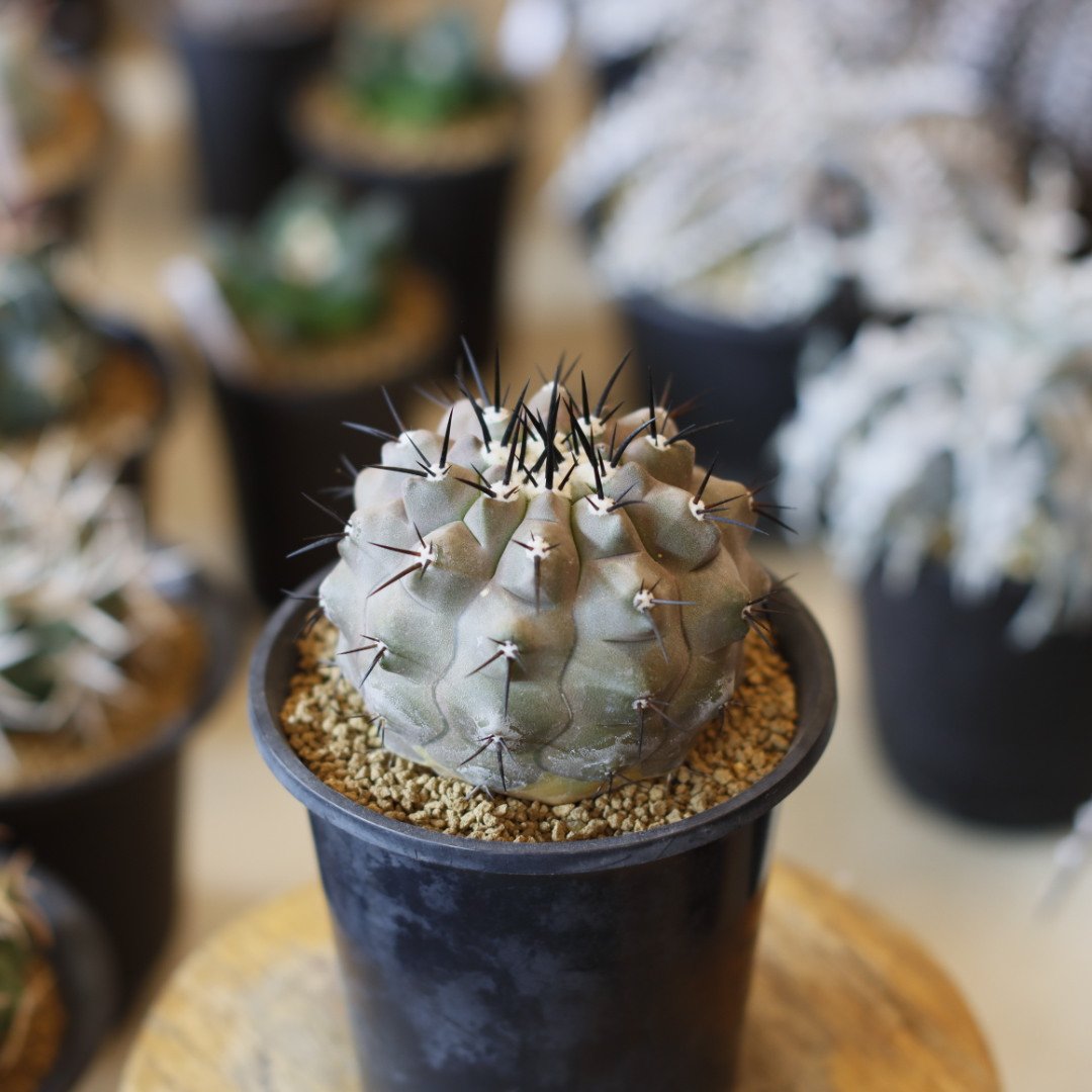 太刺短刺黒王丸 太刺短刺黒王丸 太刺短刺黒王丸 太刺短刺