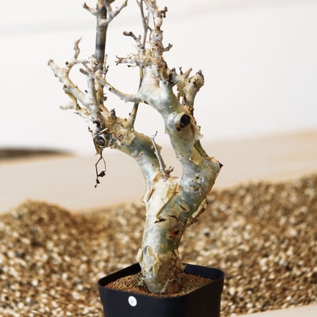 コミフォラ ストックシアナ / Commiphora stocksiana   no.41602