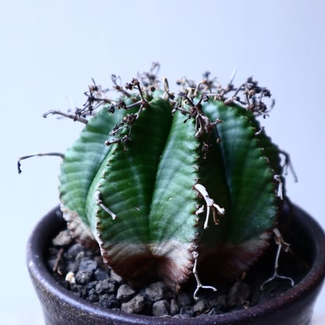 ユーフォルビア  バリダ   Euphorbia valida   no.20304