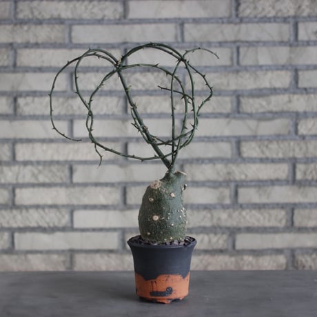 Adenia globosa × N/OH (4号)  no.510/11