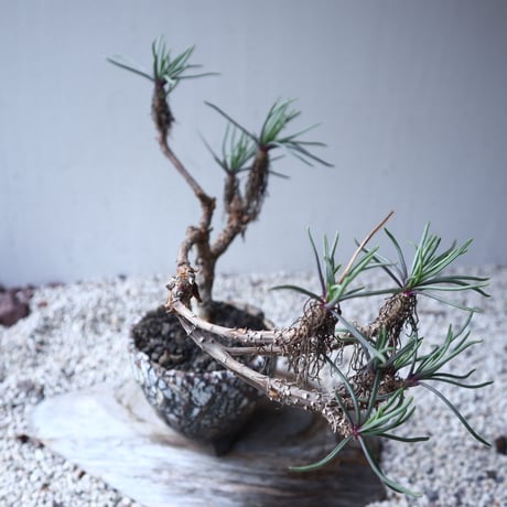 セネキオ  バル ベルトニクス   Senecio barbertonicus   no.122207