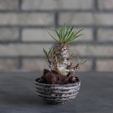Pachypodium gracilius × takero pot (2.5号)  no.817-13