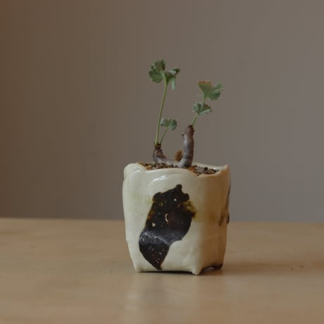 Pelargonium mirabile × 陶器鉢 (2.5号鉢)  no.412-10