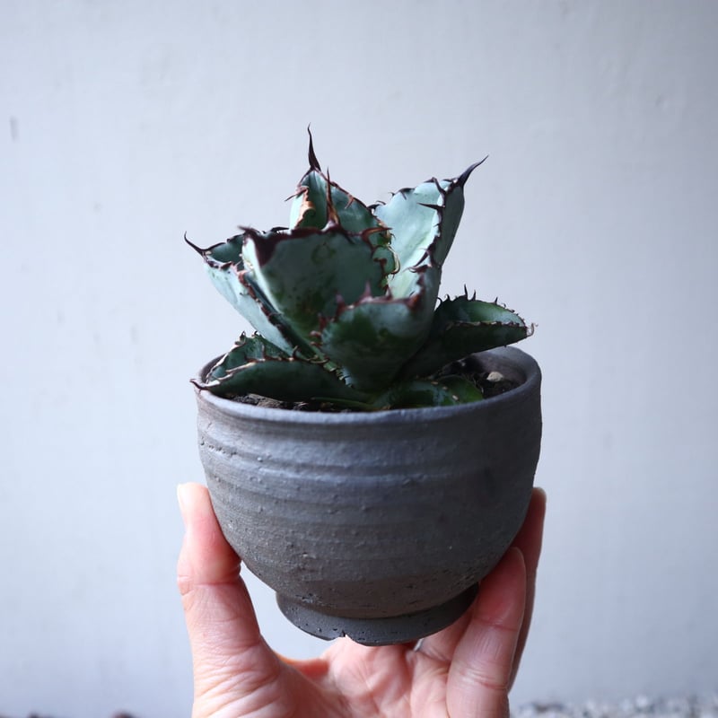 アガベ チタノタ ブラック＆ブルー Agave titanota black&bule