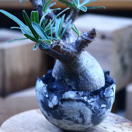パキポディウム  グラキリス ／Pachypodium  gracilius     no.103153