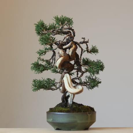 真柏 / YOSHIZAWA3-SHOHINBONSAI   no.223-41