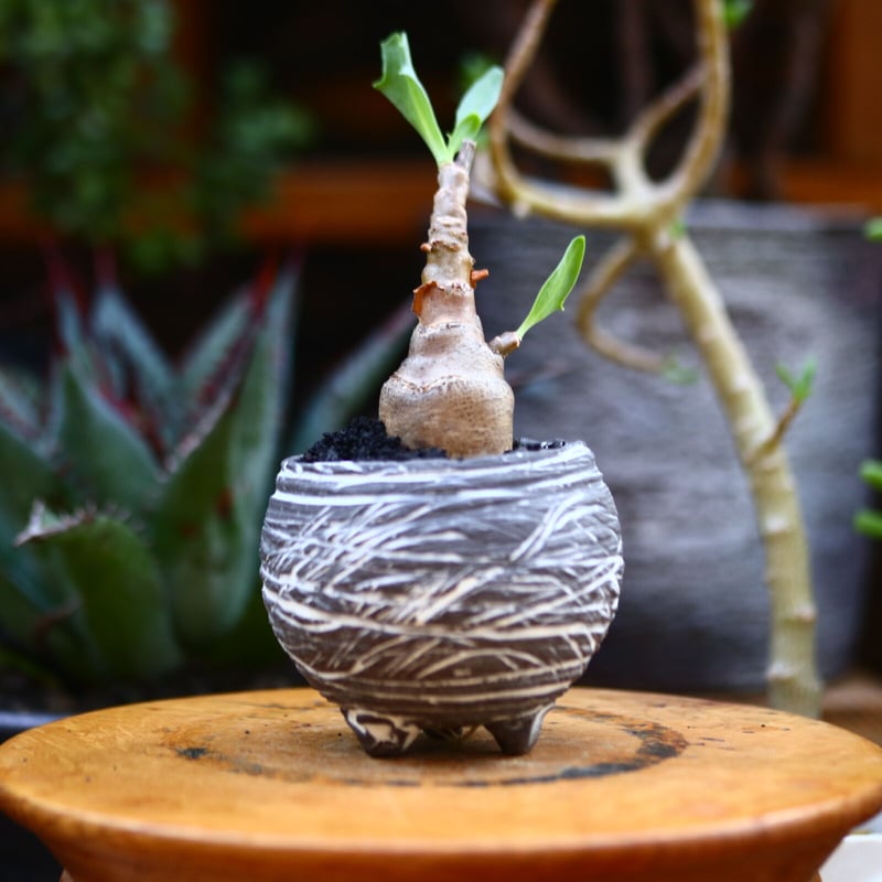 オトンナ パキポダ／Othonna pachypoda no.91222 | 芽の巣山