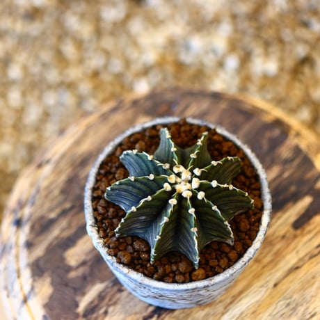 たけろうポット × Gymnocalycium friedrichii LB2178   no.41429
