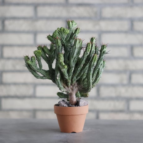 Euphorbia kamponii (紅彩閣 綴化) / South Africa / T.W. × YAMABACHI (3号) no.329/46