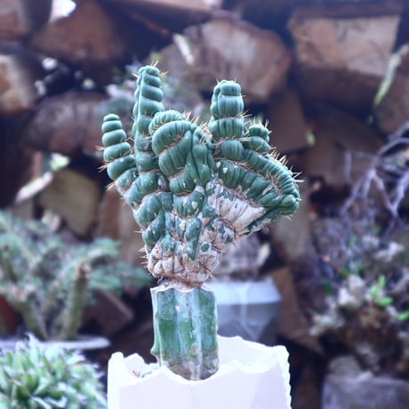 ユーリキニア   カスタネア   スピラリス 綴化  接木   Eulychnia castanea f. 'spiralis'  no.41812