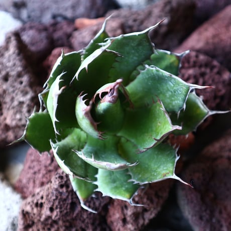 アガベ ホリダ   Agave horrida   no.30818