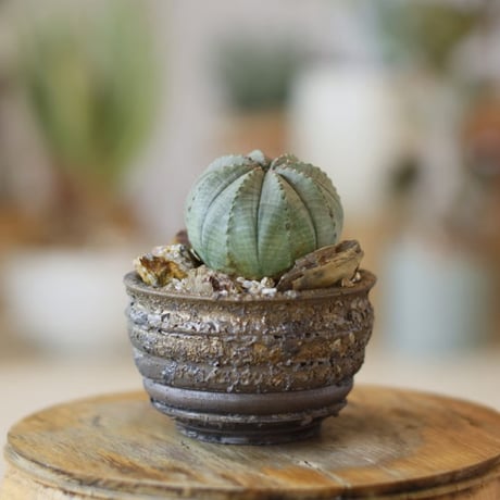 Euphorbia obesa  × takero pot (2.5号)  no.1214/41