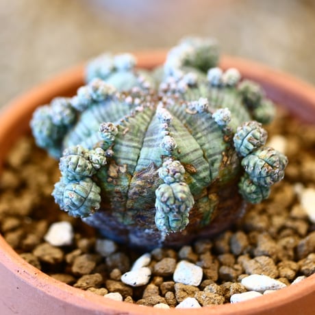 Euphorbia obesa × YAMABACHI    no.20413
