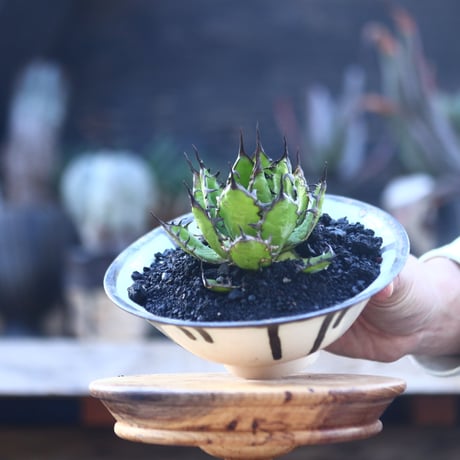 アガベ ホリダ    Agave horrida     no.22816