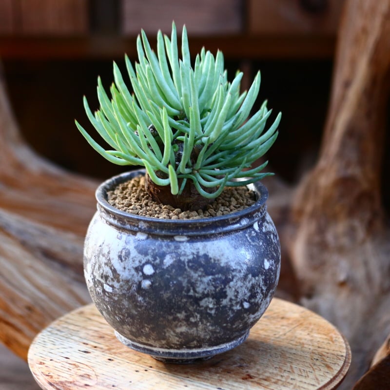 チレコドン•ペアルソニー白象