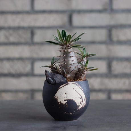 Pachypodium cactipes × N/OH (2.5号)  no.817-32