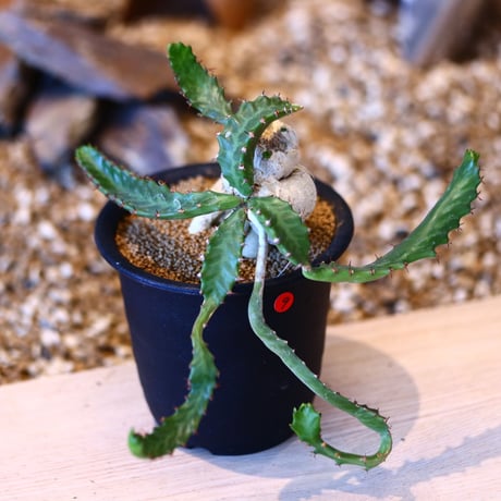 ユーフォルビア ステラータ 飛竜 / Euphorbia stellata   no.50709