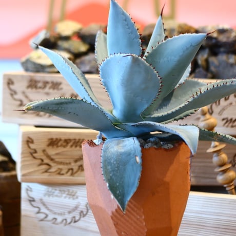 Agave Dragon Toes × N/OH　no. 107123