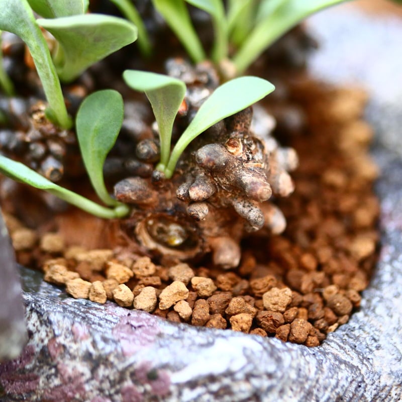 オトンナ アルミアナ / Othonna armiana / 発根済み no.2262