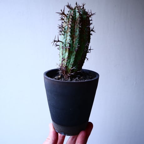 ユーフォルビア  群星冠    Euphorbia   stellispina  no.20312