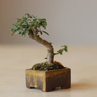 ツゲ / YOSHIZAWA3-SHOHINBONSAI   no.223-8