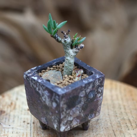 チレコドン  ブッコルジアヌス / Tylecodon  buchholzianus    no.50337②
