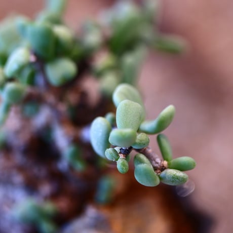Ceraria pygmaea × soso     no.31021