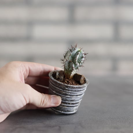Euphorbia horrida × takero pot (2号)  no.823-29