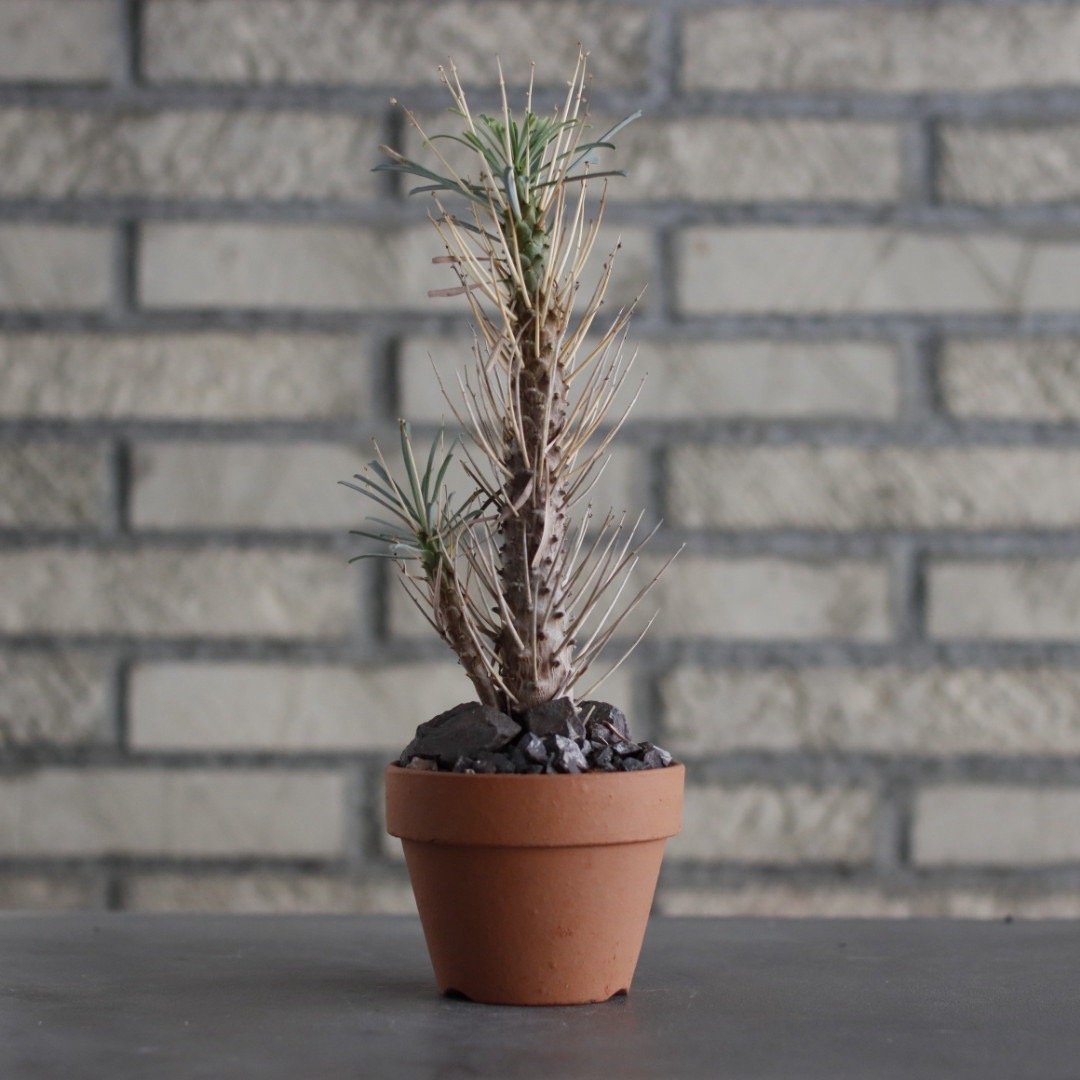 Euphorbia multitolia × YAMABACHI (3号) no.607/36