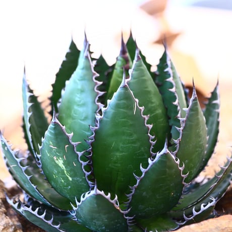 たけろうポット × Agave horrida   no. 72363