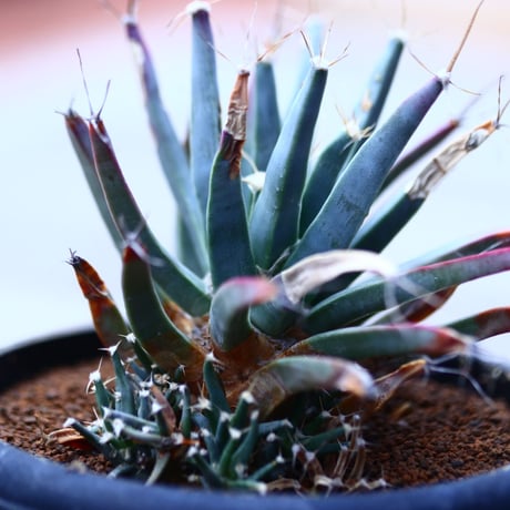 レウクテンベルギア  仔吹き晃山    Leuchtenbergia principis  no120609