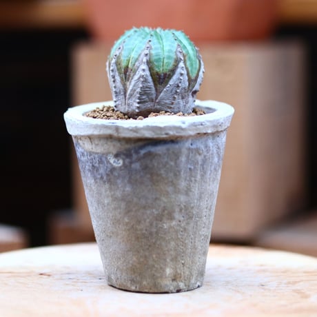 ユーフォルビア  オベサ hyb. ／Euphorbia obesa  hyb.    no.11604