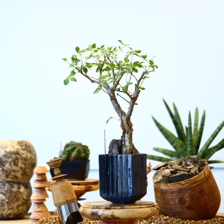 Bursera fagaroides × soso  no.91743