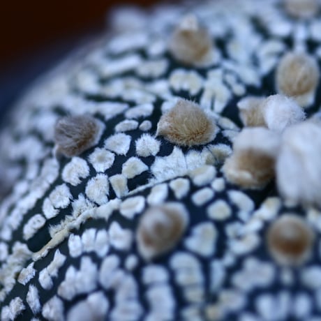 アストロフィツム   スーパー兜／Astrophytum asterias 'Super Kabuto'   no.20650