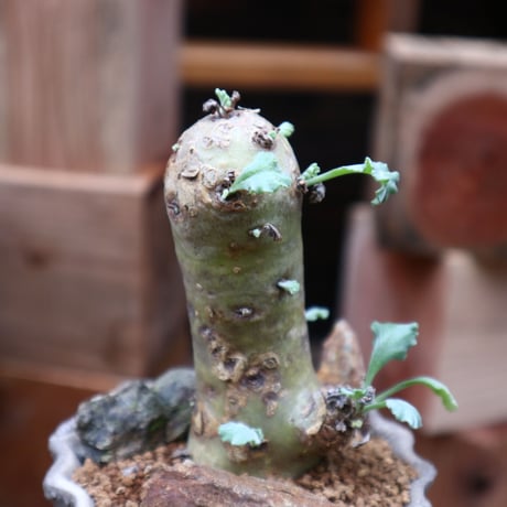 ペラルゴニウム クリンガルドテンセ／Pelargonium Klinghardtense  no.90468