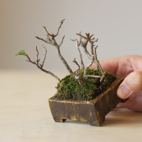 深山カイドウ / YOSHIZAWA3-SHOHINBONSAI   no.223-6