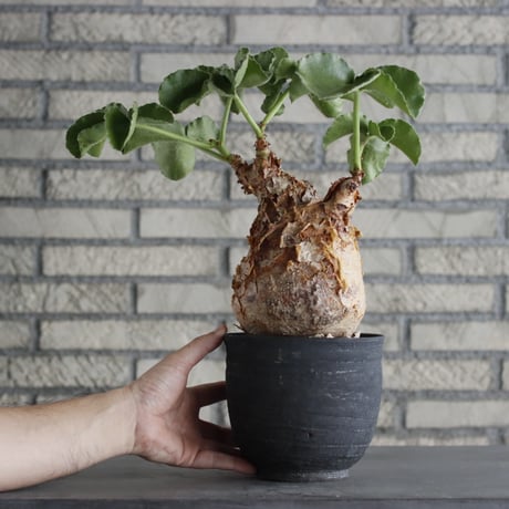 Cyphostemma uter var. macropus  × Yuta Uchida / humanity pot (5号鉢)    no.706-31