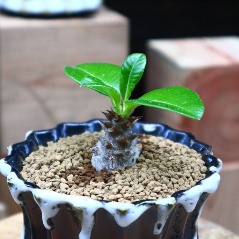 リ*ン様 パキポディウム　ウィンゾリー　実生株　壷形　コレクション リ*ン様 パキポディウム ウィンゾリー 実生株 壷形 コレクション リ*ン