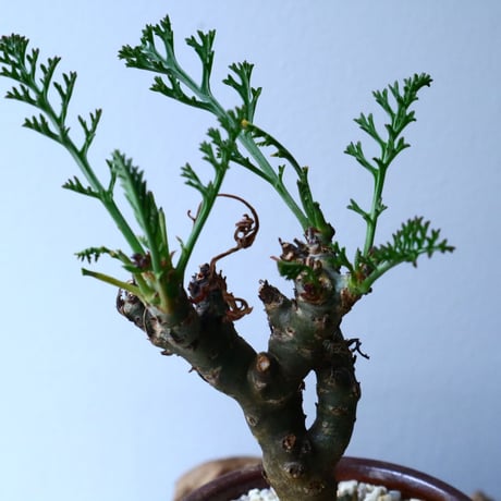 ペラルゴニウム   カルノーサム   Pelargonium carnosum  No.013