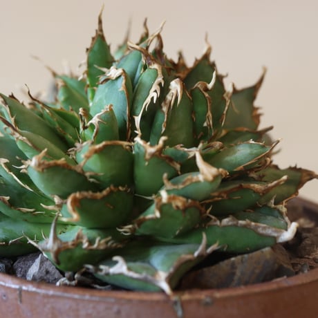 Agave titanota filigree Devil × YAMABACHI var. takero pot (3号鉢)  no.412-32