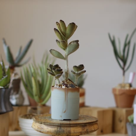 Kalanchoe tomentosa 'Teddy Bear' × BIZENBACHI (2.5号)  no.1214/45