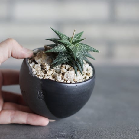 Aloe descoingsii × N/OH (3号)  no.524/39