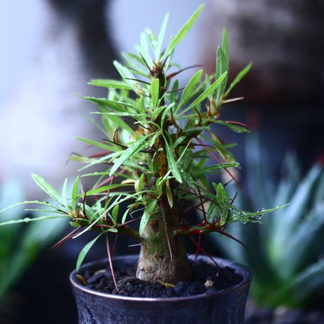 フォークイエリア   プルプシー    Fouquieria purpusii  no.61426