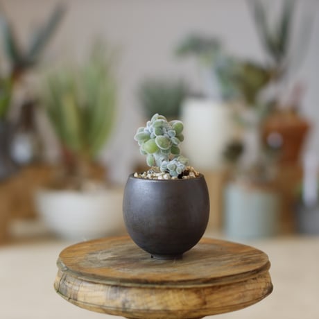 ECHEVERIA PULVINATA FROSTY × takero pot (2号)  no.1214/43