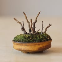 イヌビワ / YOSHIZAWA3-SHOHINBONSAI   no.223-25