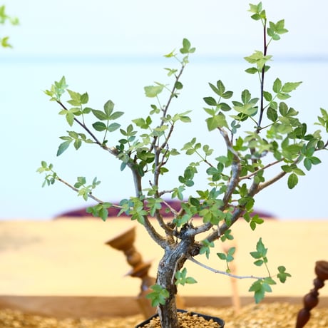 ブルセラ ファガロイデス / Bursera fagaroides   no.62519