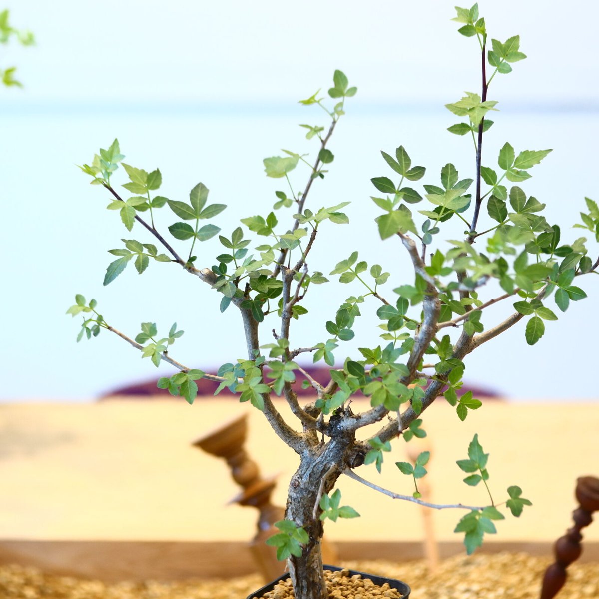 ブルセラ ファガロイデス / Bursera fagaroides no.62519 |